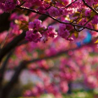 Spring 4k smartphone wallpaper