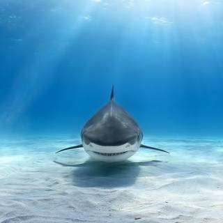 Dusky shark wallpaper