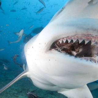 Dusky shark wallpaper