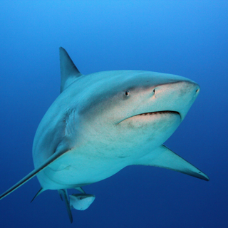 Dusky shark wallpaper