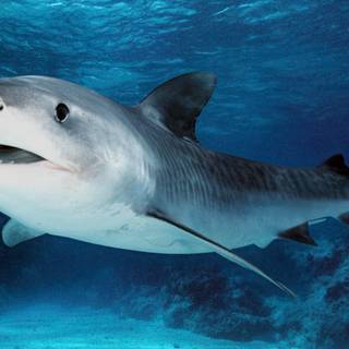 Dusky shark wallpaper