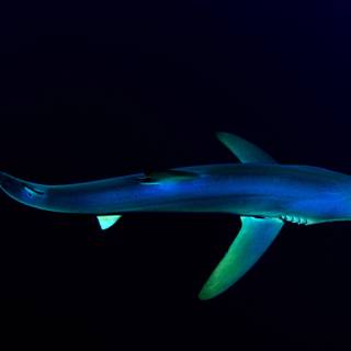 Dusky shark wallpaper