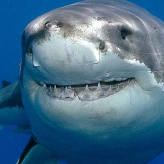 Dusky shark wallpaper