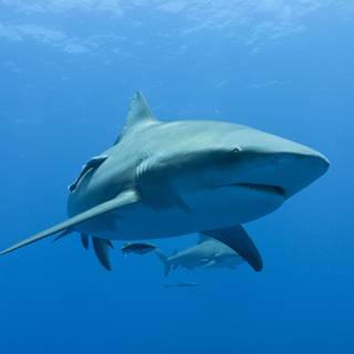 Dusky shark wallpaper