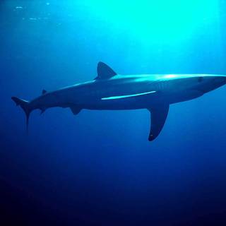 Dusky shark wallpaper