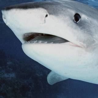 Dusky shark wallpaper