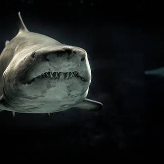 Dusky shark wallpaper