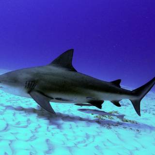 Dusky shark wallpaper