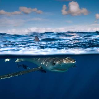 Dusky shark wallpaper