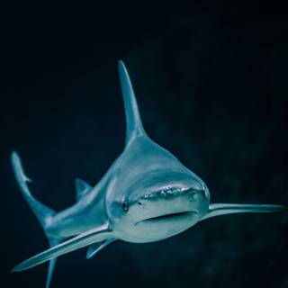 Dusky shark wallpaper