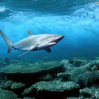 Dusky shark wallpaper
