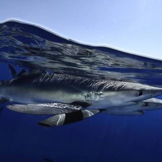 Dusky shark wallpaper