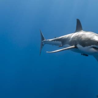 Dusky shark wallpaper