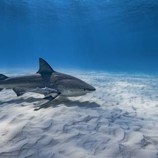 Dusky shark wallpaper
