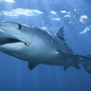 Dusky shark wallpaper