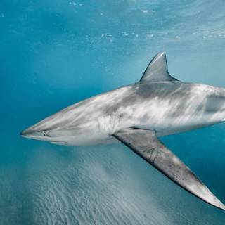 Dusky shark wallpaper
