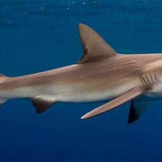 Dusky shark wallpaper
