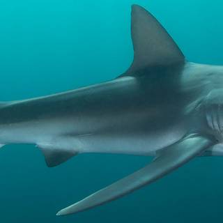 Dusky shark wallpaper