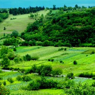 Green village wallpaper