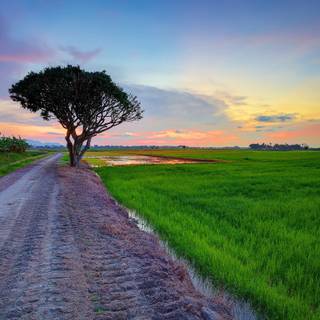 Green village wallpaper