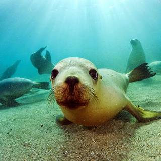 Australian sea lion wallpaper