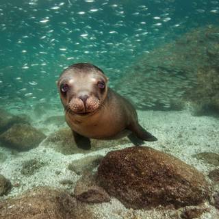 Australian sea lion wallpaper