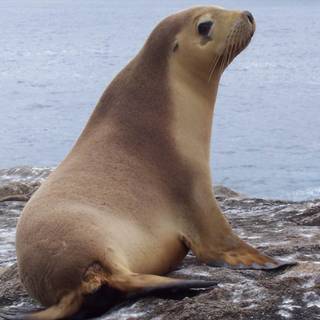 Australian sea lion wallpaper