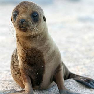 Australian sea lion wallpaper