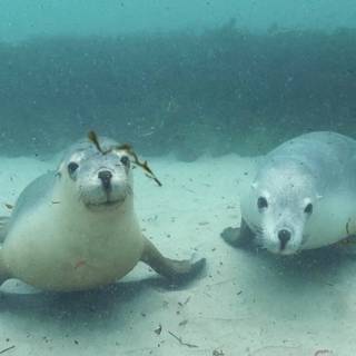 Australian sea lion wallpaper