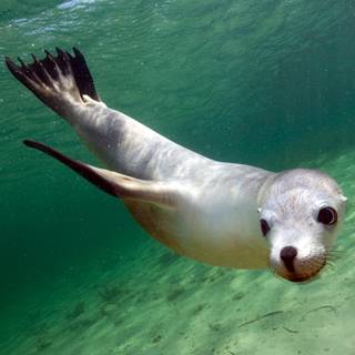 Australian sea lion wallpaper