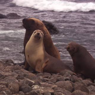 Australian sea lion wallpaper
