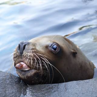Australian sea lion wallpaper
