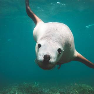 Australian sea lion wallpaper