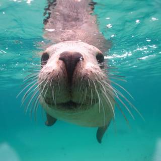 Australian sea lion wallpaper