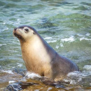 Australian sea lion wallpaper