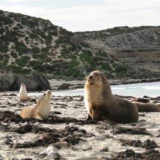 Australian sea lion wallpaper