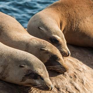 Australian sea lion wallpaper