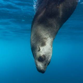 Australian sea lion wallpaper