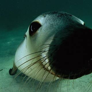 Australian sea lion wallpaper