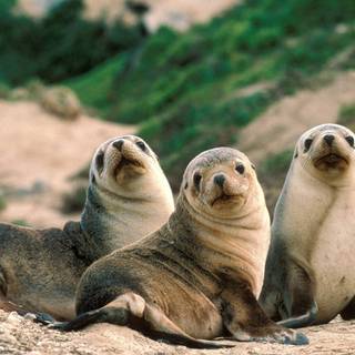 Australian sea lion wallpaper