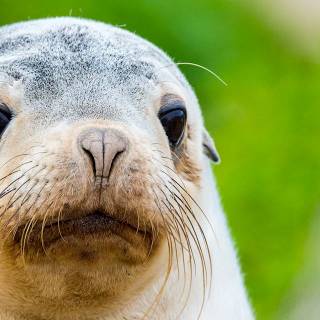 Australian sea lion wallpaper