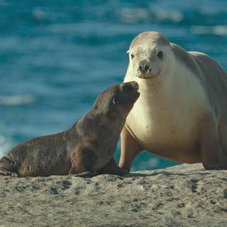 Australian sea lion wallpaper