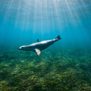 Australian sea lion wallpaper