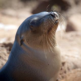 Australian sea lion wallpaper