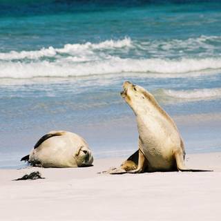 Australian sea lion wallpaper