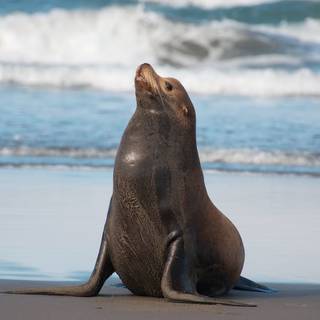 Australian sea lion wallpaper