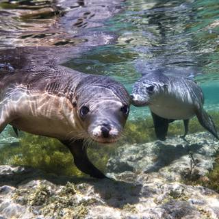 Australian sea lion wallpaper