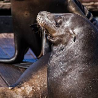Australian sea lion wallpaper