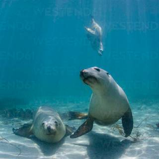 Australian sea lion wallpaper