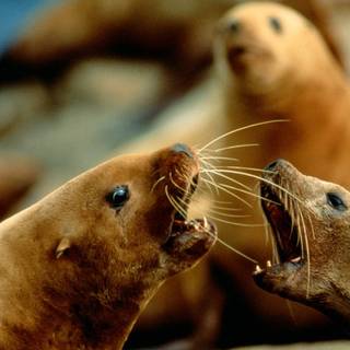 Australian sea lion wallpaper